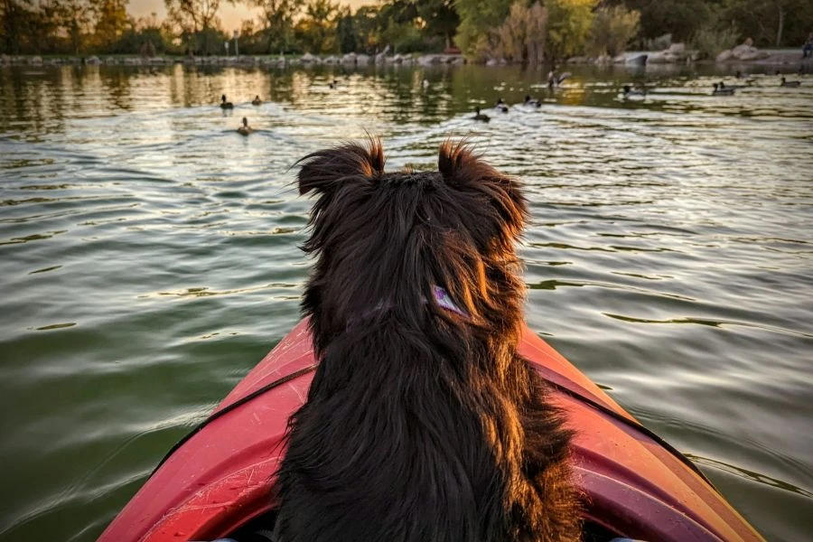 Kajak-Tour mit Hund in der Lagune von Venedig