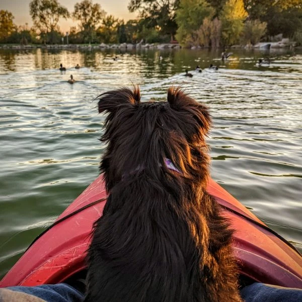 Tour Kayak con cane laguna Venezia
