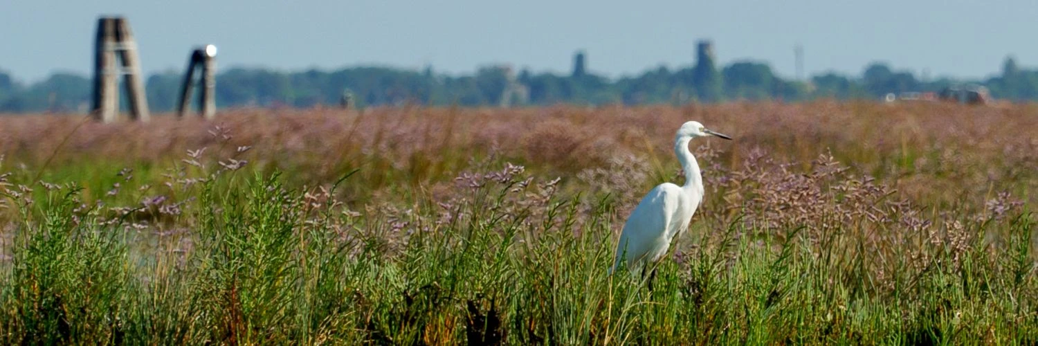 Alba in Laguna: la magia del risveglio tra acqua, silenzi e natura